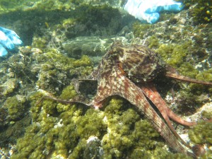 芝崎海岸の真蛸