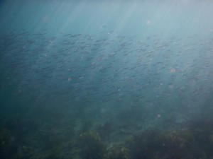 沖ノ島の魚の群れ