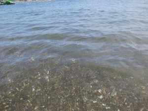 三浦海岸の海水