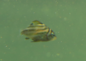 カゴカキダイの幼魚