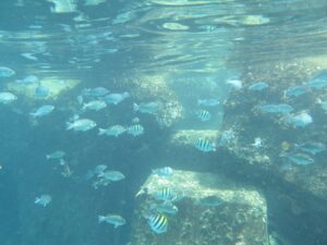 安良里海岸のテトラポット周りの魚