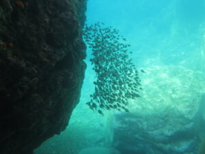 落居海岸の洞窟で魚はハタンポ